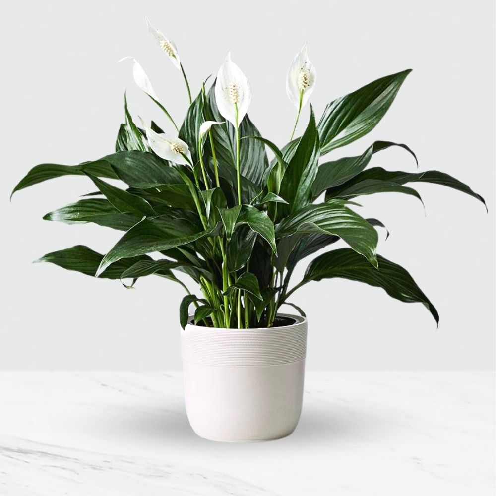 Potted Peace Lily